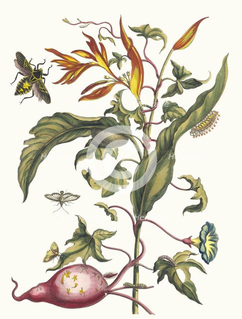 Ipomoea batatas and Heliconia psittacorum. From the Book Metamorphosis insectorum..., 1705. Creator: Merian, Maria Sibylla (1647-1717).