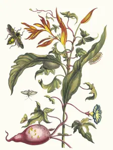 Ipomoea batatas and Heliconia psittacorum. From the Book Metamorphosis insectorum..., 1705. Creator: Merian, Maria Sibylla (1647-1717)