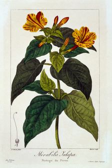Ipomea Purga, pub. 1836. Creator: Panacre Bessa (1772-1846)