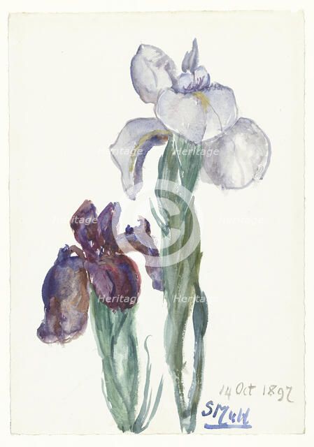 Irises, 1897. Creator: Sina Mesdag van Houten.
