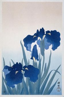 Irises, 1925-1936. Creator: Ohara, Koson (1877-1945)