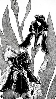 Irises, between circa 1895 and circa 1896. Creator: Otto Eckmann