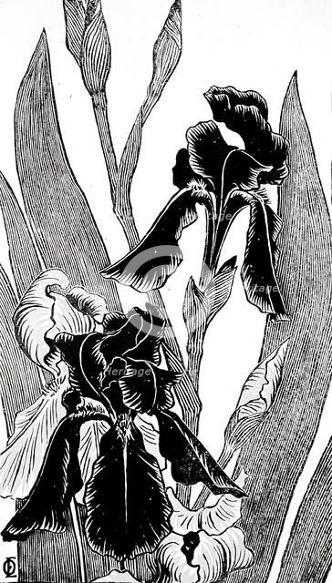 Irises, between circa 1895 and circa 1896. Creator: Otto Eckmann.