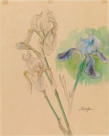 Irises, c1890s. Creator: Albert Edelfelt