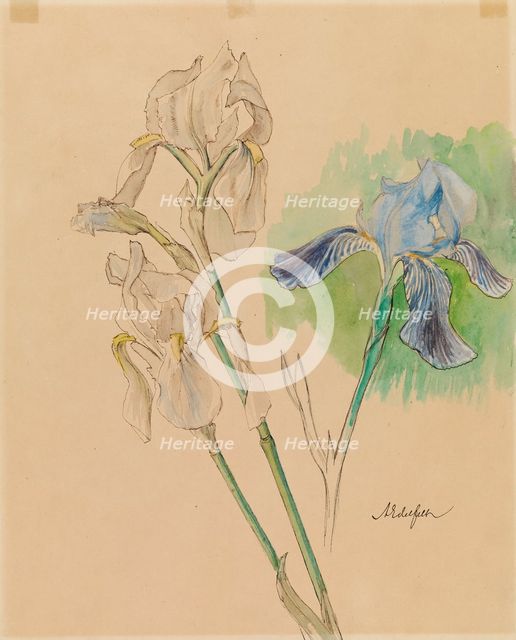 Irises, c1890s. Creator: Albert Edelfelt.