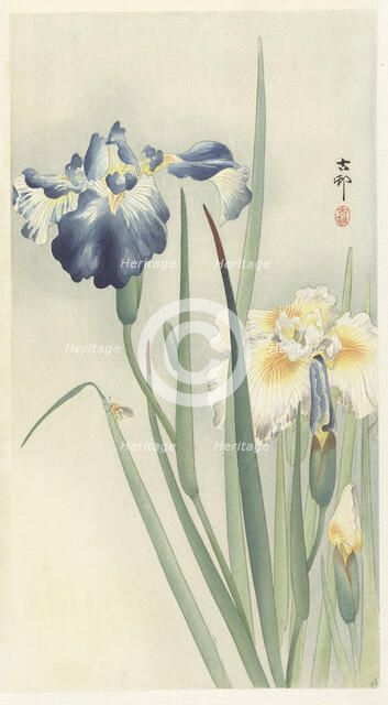 Irises. Creator: Ohara, Koson (1877-1945).