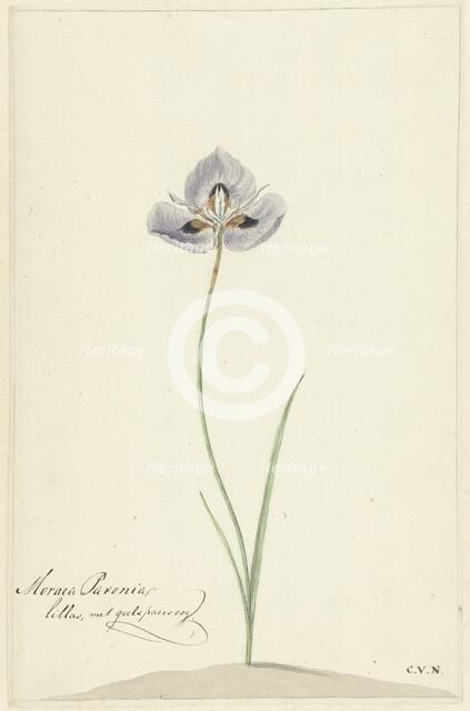 Iris, 1741-1795. Creator: Cornelis van Noorde.