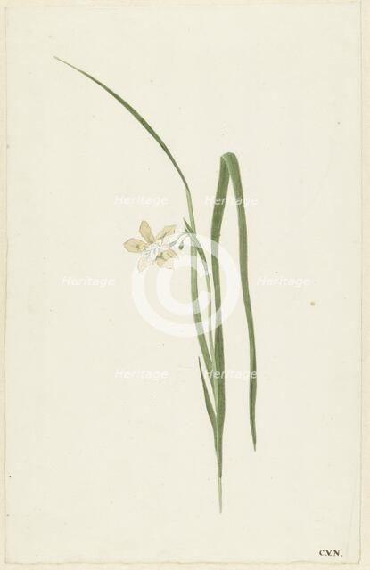 Iris, 1741-1795. Creator: Cornelis van Noorde.