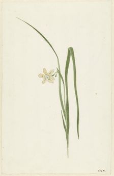 Iris, 1741-1795. Creator: Cornelis van Noorde