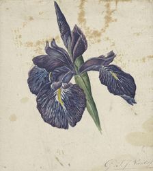 Iris, 1792-1861. Creator: Georgius Jacobus Johannes van Os