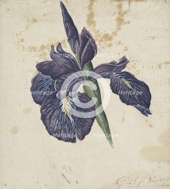 Iris, 1792-1861. Creator: Georgius Jacobus Johannes van Os.