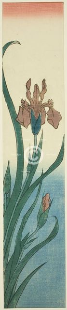 Iris, 1840s. Creator: Ando Hiroshige.