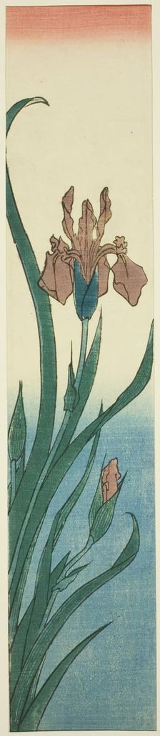 Iris, 1840s. Creator: Ando Hiroshige