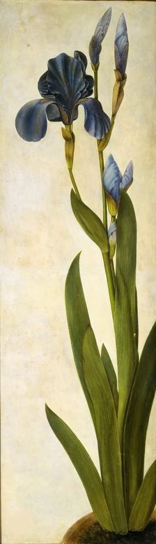 Iris troiana, ca 1505-1508. Creator: Dürer, Albrecht (1471-1528)