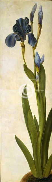 Iris troiana, ca 1505-1508. Creator: Dürer, Albrecht (1471-1528).