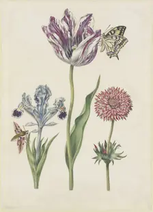 Iris with hawk moth, swallowtail tulip, anemone, 17th century. Creator: N Robb