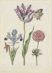 Iris with hawk moth, swallowtail tulip, anemone, 17th century. Creator: N Robb