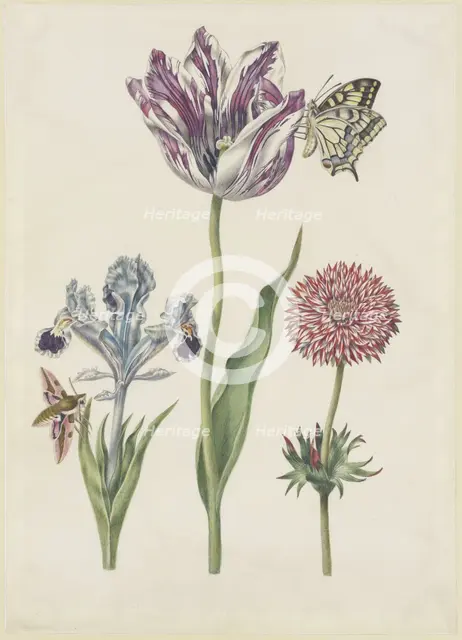 Iris with hawk moth, swallowtail tulip, anemone, 17th century. Creator: N Robb.