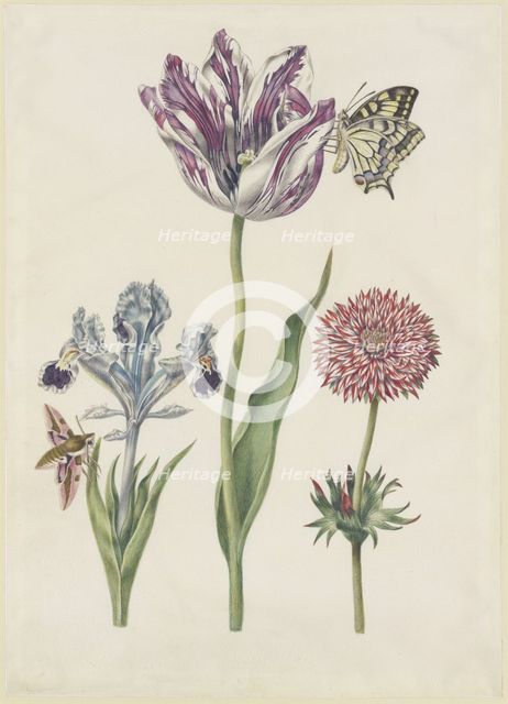 Iris with hawk moth, swallowtail tulip, anemone, 17th century. Creator: N Robb.