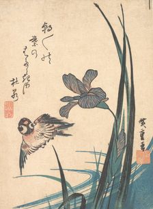 Iris and Sparrow, ca. 1832., ca. 1832. Creator: Ando Hiroshige
