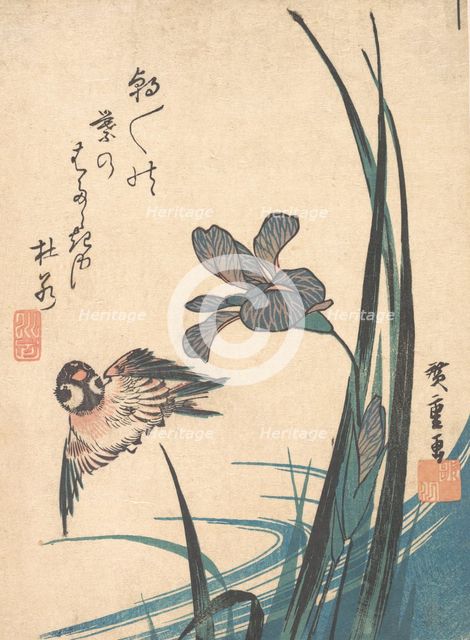 Iris and Sparrow, ca. 1832., ca. 1832. Creator: Ando Hiroshige.