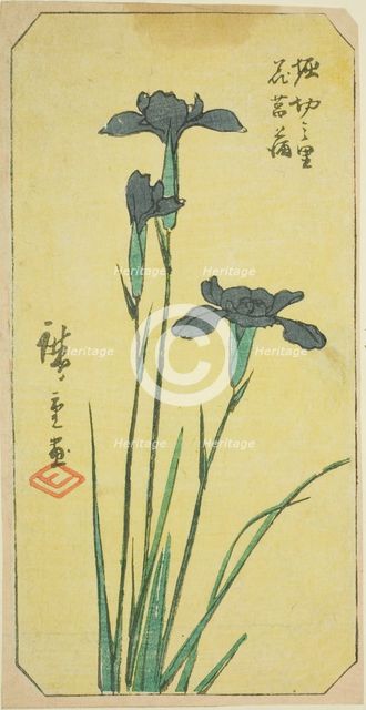 Iris at Horikiri Village (Horikiri no sato hanashobu), section of a sheet from the series ..., 1857. Creator: Ando Hiroshige.