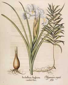 Iris bulbosa Anglicana, 1613. Creator: Besler, Basilius (1561-1629)