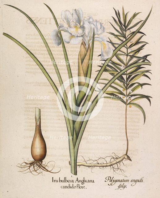 Iris bulbosa Anglicana, 1613. Creator: Besler, Basilius (1561-1629).