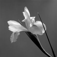 Iris. Creator: Tom Artin