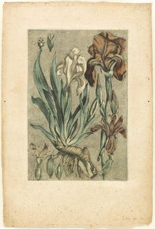 Iris Florentina, from Collection des plantes usuelles, curieuses, et étrangères, 1767. Creator: Jacques Fabian Gautier Dagoty