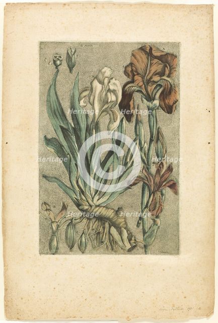 Iris Florentina, from Collection des plantes usuelles, curieuses, et étrangères, 1767. Creator: Jacques Fabian Gautier Dagoty.