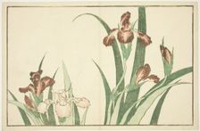 Iris, from The Picture Book of Realistic Paintings of Hokusai (Hokusai shashin gafu), Japan, c.1814. Creator: Hokusai