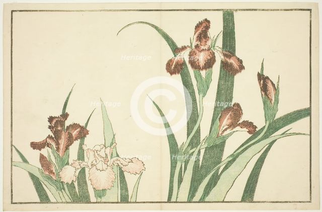Iris, from The Picture Book of Realistic Paintings of Hokusai (Hokusai shashin gafu), Japan, c.1814. Creator: Hokusai.