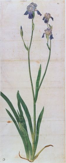 Iris germanica, ca 1503. Creator: Dürer, Albrecht (1471-1528)