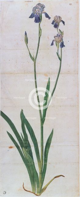 Iris germanica, ca 1503. Creator: Dürer, Albrecht (1471-1528).