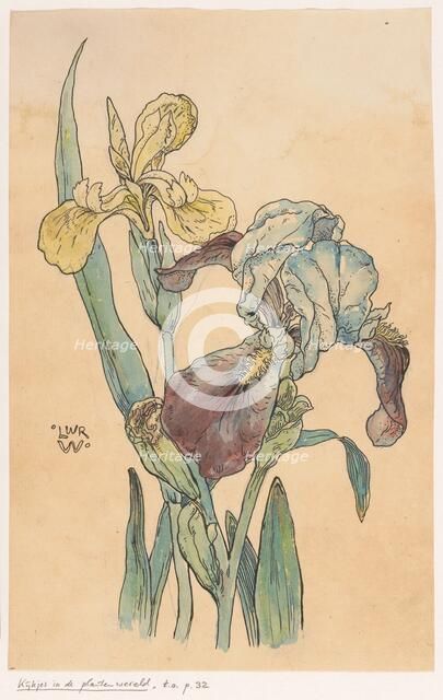 Iris, in or before 1893. Creator: Willem Wenckebach.