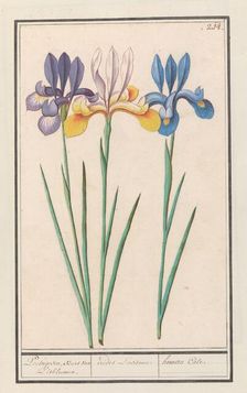 Iris (Iris sibirica), 1596-1610. Creators: Anselmus de Boodt, Elias Verhulst