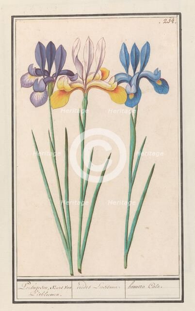 Iris (Iris sibirica), 1596-1610. Creators: Anselmus de Boodt, Elias Verhulst.