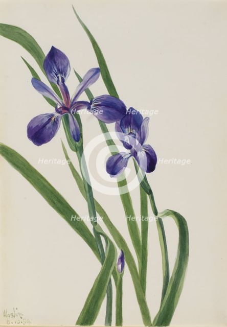 Iris (Iris species), 1939. Creator: Mary Vaux Walcott.