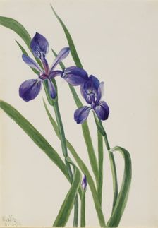 Iris (Iris species), 1939. Creator: Mary Vaux Walcott