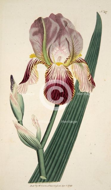 Iris Sambucina (Elder Scented Iris),  pub. 1792 (hand coloured engraving). Creator: English School (18th Century).