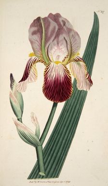 Iris Sambucina (Elder Scented Iris), pub. 1792 (hand coloured engraving). Creator: English School (18th Century)