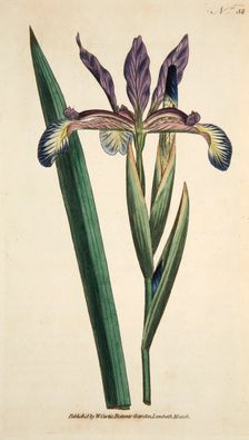 Iris Spuria (Spurios Iris), pub. 1790 (hand coloured engraving). Creator: English School (18th Century)