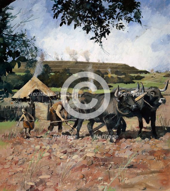 Iron Age arable cultivation, Old Oswestry Hill Fort, Shropshire, (c1990-2010).  Artist: Ivan Lapper.