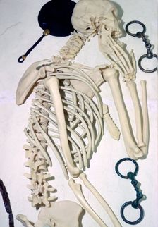 Iron Age British Female Chariot Burial