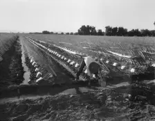 Irrigator in brushed and capped cantaloupe field, Imperial Valley, California, 1937. Creator: Dorothea Lange