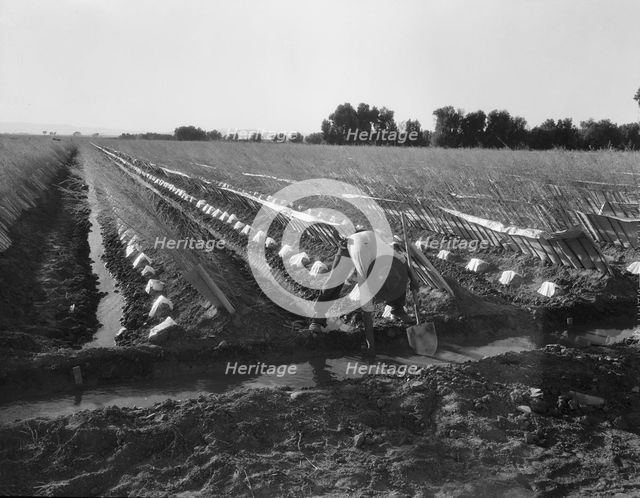 Irrigator in brushed and capped cantaloupe field, Imperial Valley, California, 1937. Creator: Dorothea Lange.