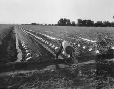 Irrigator in brushed and capped cantaloupe field, Imperial Valley, California, 1937. Creator: Dorothea Lange