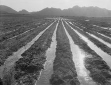 Irrigated field of cotton seventy miles from Phoenix, Arizona, 1937. Creator: Dorothea Lange