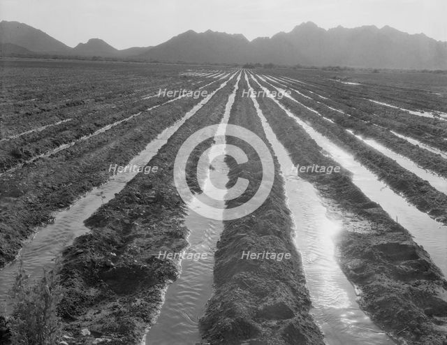 Irrigated field of cotton seventy miles from Phoenix, Arizona, 1937. Creator: Dorothea Lange.